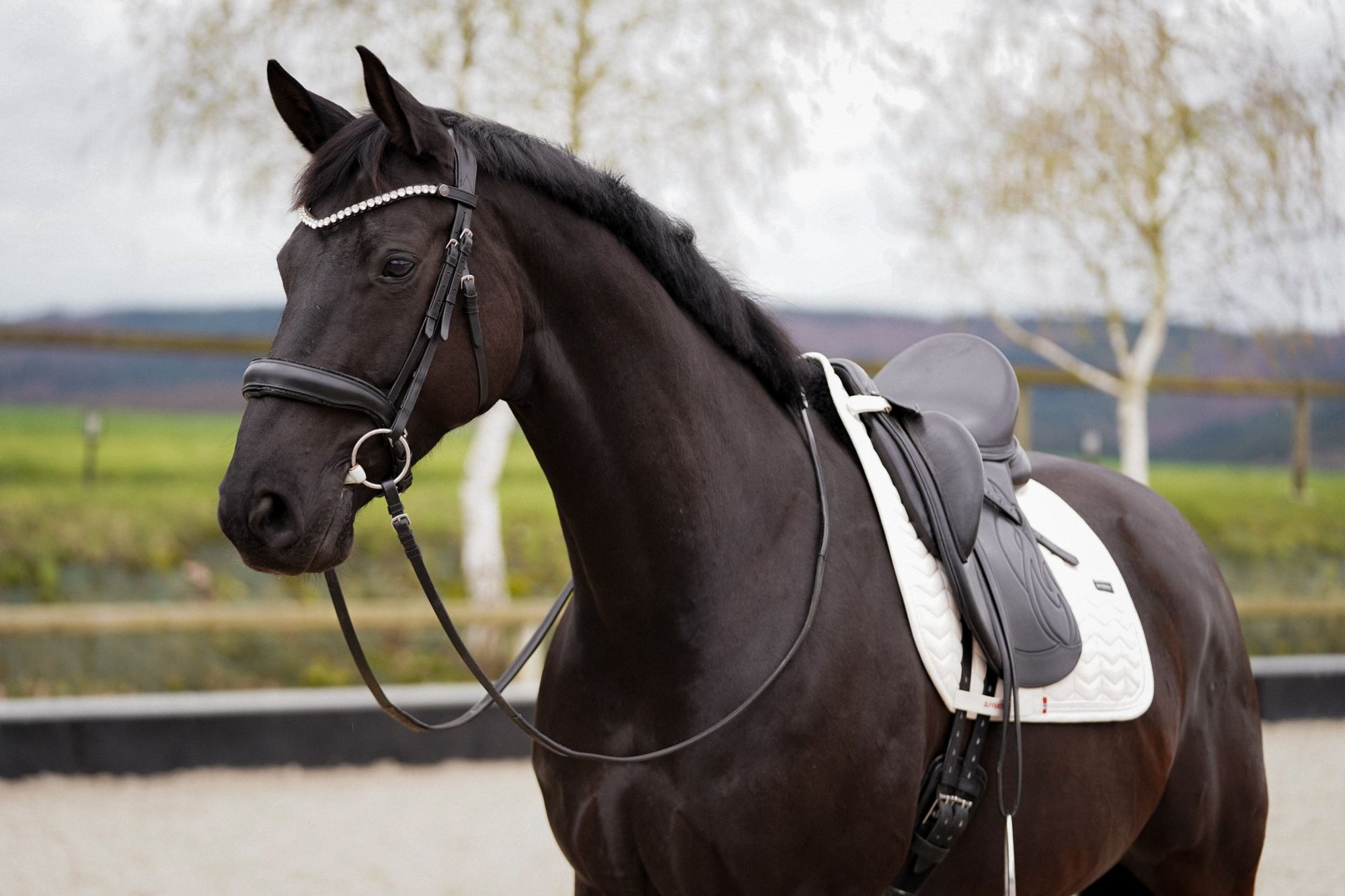Black horse with an Equiveron dressage saddle